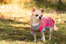 Brown Chihuahua Wearing Red Striped Shirt