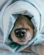 © Scopio - Dog covered with textile