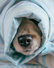 Dog Covered With Textile