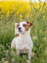 Dog On Green Grass Field