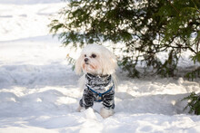 Dog In Dark Shirt On Snow Covered Ground