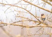 European Goldfinch On Bare Tree Branch