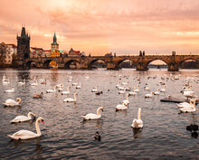 Flock of swans on Vltava river near Charles Bridge in Prague, Czech Republic