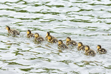 Flock Of Brown And Dark Ducklings On Water