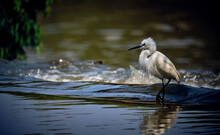 Little Egret On Water