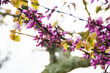 © Scopio - Purple eastern redbud on tree branch