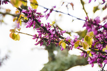 Purple Eastern Redbud On Tree Branch