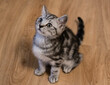 © Scopio - Silver tabby kitten on brown parquet floor