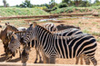 Zebra in Safari Park