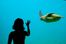 Silhouette Of Woman Touching A Huge Aquarium With Green Turtle Swimming In It