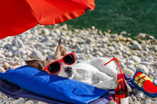 Small Light Short Coated Dog Wearing Sunglasses Lying On Beach Shore
