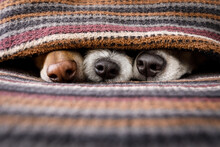 Three Dogs Under Blanket Showing Noses
