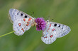 © Scopio - Two butterflies on selective focus