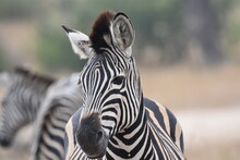 Two Zebras In Close-up