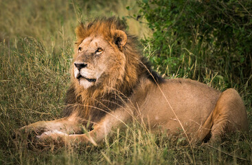 Poster - Panthera leo melanochaita in Serengeti National Park, Tanzania