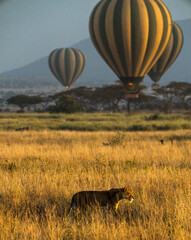 panthera leo melanochaita and hot air balloons in serengeti national park, tanzania