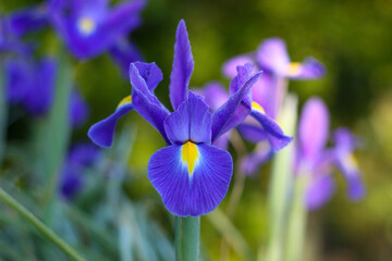 Dutch iris, also known as Iris hollandica, have orchid-like flowers with silky petals, blooms in spring.