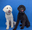 Black and white standard poodles looking hungry with tongues out sitting in front of bright blue background. 