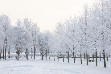 Wall Mural - Winter landscape, trees in the snow