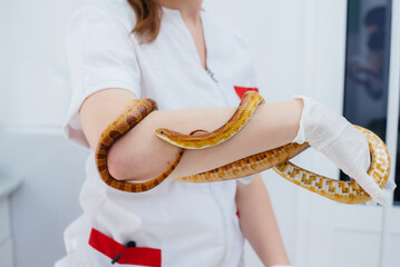 In a modern veterinary clinic, a yellow snake is examined. Veterinary clinic