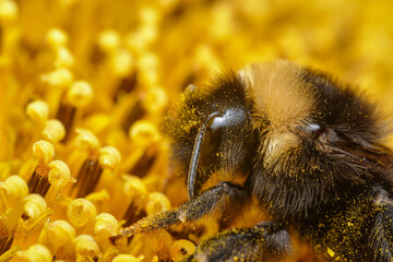 Sticker - bumblebee on a sunflower close-up