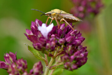 Wall Mural - Purpur-Fruchtwanze, Verkannter Enak (Carpocoris purpureipennis)