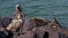 2021 - Marine Iguanas Rest On The Rocky Shoreline Of Isla Fernadina In The Galapagos.
