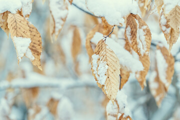 Wall Mural - Dried beech leaves in the winter forest.