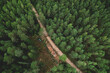Destruction of forests and felling of trees. Environmetal and ecological issues. Forest harvester during sawing trees in a forest. Forestry tree harvester in woodland on clearing forests.