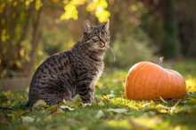 Portrait Of A Gray-brown European Shorthair Tabby Cat Sitting In The Grass With Colorful Leaves And Near An Orange Pumpkin. Autumn Mood In The Garden. 