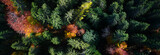 Forestry - Forest autumn from the top deciduous and fir forest from bird's eye view - colorful nature - environmental - indian summer. 