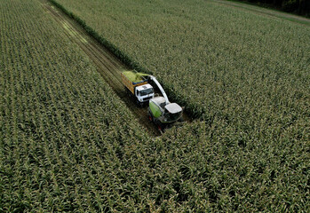 Wall Mural - Forage harvester on maize cutting for silage in field. Harvesting biomass crop. Self-propelled Harvester for agriculture. Tractor work on corn harvest season. Farm equipment and farming machine.