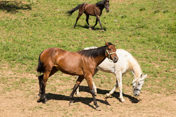 White and brown horse in nature