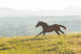 Fototapeta Konie - Wild brown horse run in meadow
