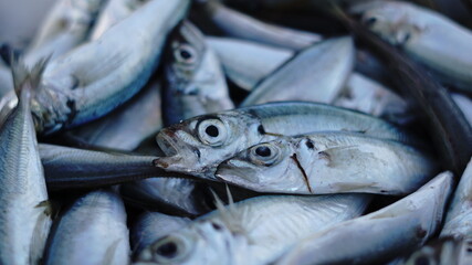 fresh fish stall on the market