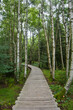 Birch trees in the Black moor with a new wooden path