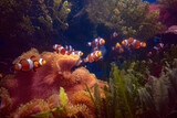 Fototapeta  - Życie rafy koralowej. Podwodne zdjęcia ryb, korali i krabów.