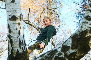 Wall Mural - Brave child girl climbing a tree outdoors in the forest