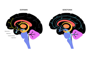 Sticker - Serotonin and dopamine pathway