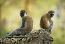 Vervet Monkey - Chlorocebus Pygerythrus - Two Monkeys Of Cercopithecidae Native To Africa, Similar To Malbrouck (Chlorocebus Cynosuros), Sitting On The Trunk Back To Back Opposite