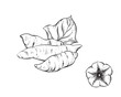© alexandrakuz - Hand drawn sketch black and white of tuber, yam, leaf, sweet potato. Vector illustration. Elements in graphic style label, card, sticker, menu, package. Engraved style illustration.