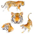 Tiger watercolor illustration set animal