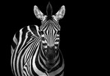 Fototapeta Konie - Zebra black and white portrait. African wild animal looking to the camera. Zebra shallow depth of field eyes in focus. Home interior poster or painting canvas design template. Funny zebra face