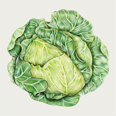 Wall Mural - Green cabbage vegetable vector food painting
