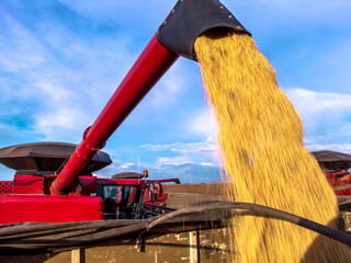 Wall Mural - Mass soybean harvesting at a farm in Mato Grosso state, Brazil