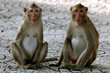 monkeys  cute