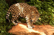jaguar animal,Jaguar standing on rock.