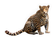 Jaguar Anima,  Jaguar  Isolated On White Backgrond.