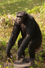 Poster - Chimpanzee  standing , holding out a hand