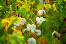 The Cotton Plant Is Grown In The Field For Industrial Purposes. Close-up Cotton Flower In The Light Of The Setting Sun. Background With Copy Space And Place For Text.
